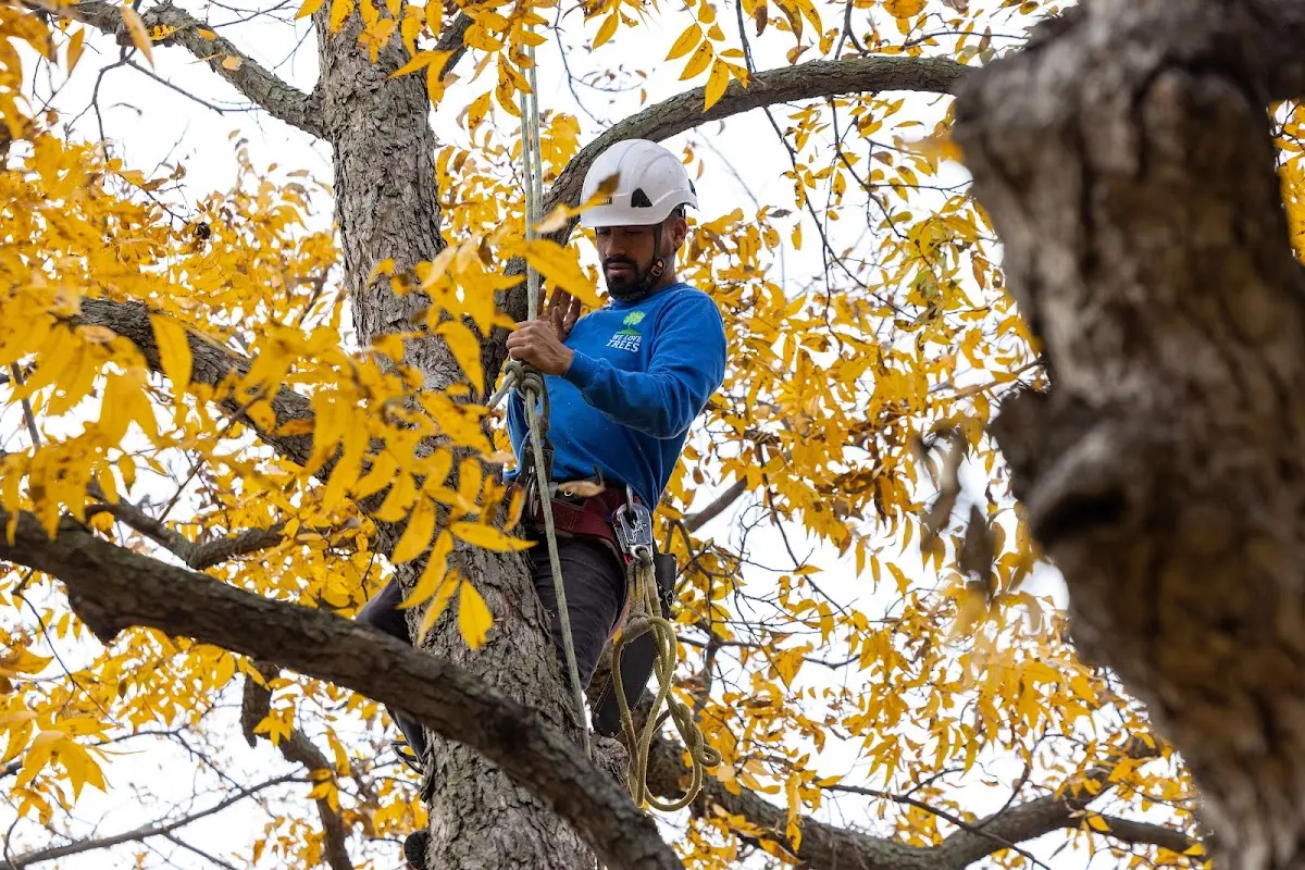 Skilled Tree Planing crew working in Cadyville