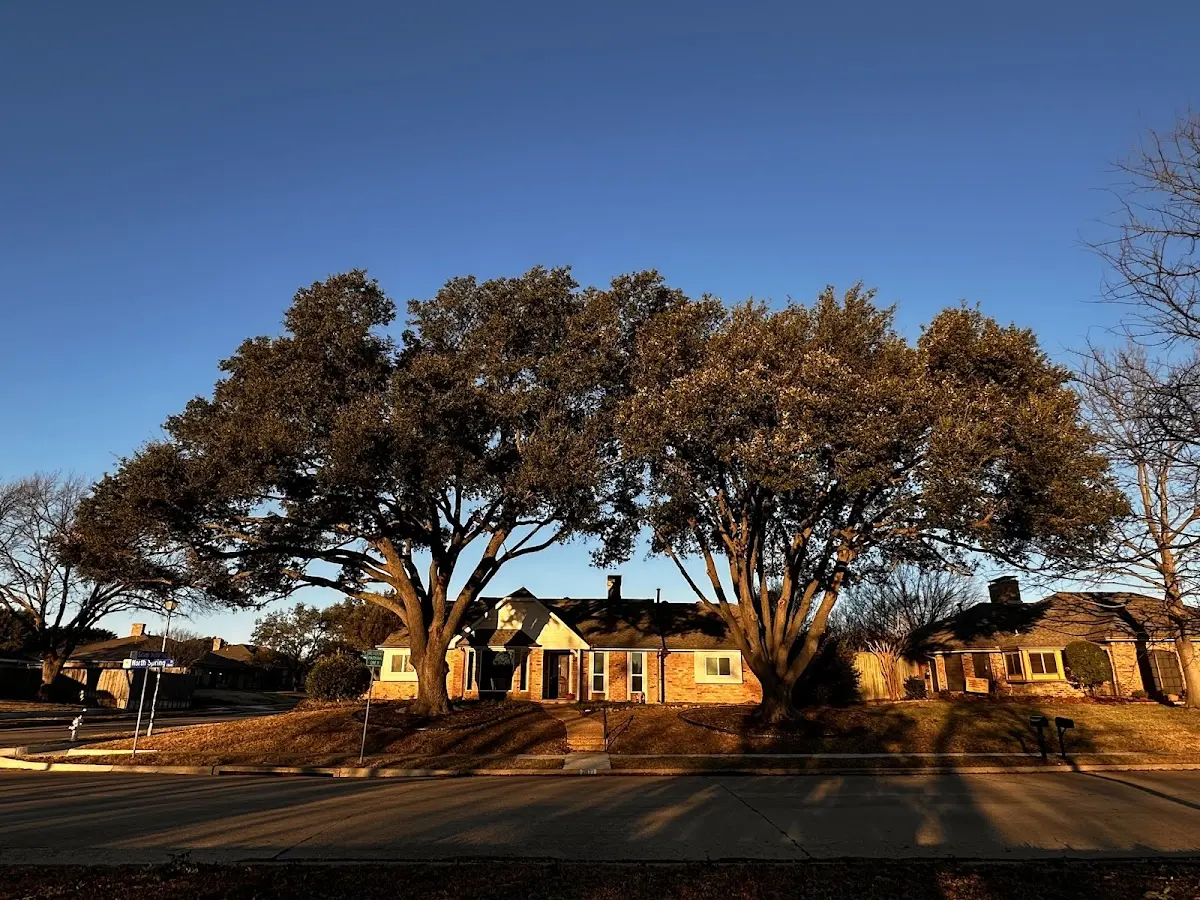 Established residential canopy tree shading a home in Cadyville
